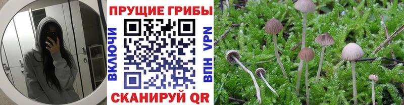 Галлюциногенные грибы Magic Shrooms  где купить   Абаза 
